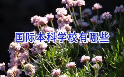 国际本科学校有哪些