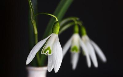 alevel与ap课程的区别