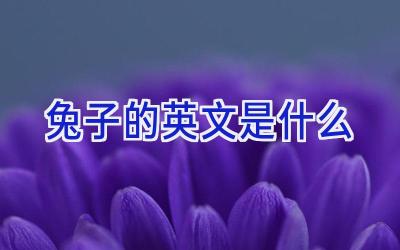 兔子的英文是什么